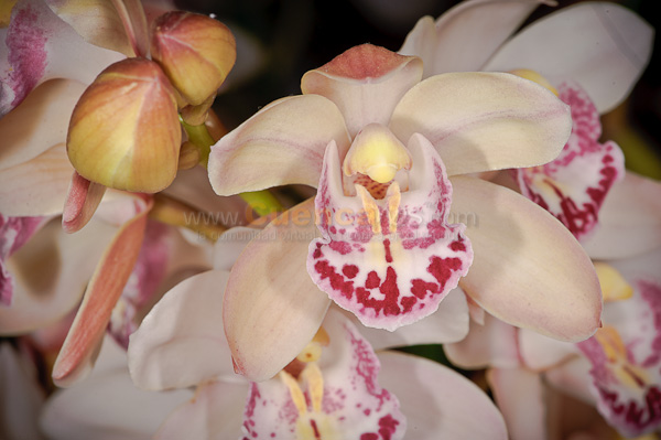Exposición de Orquideas