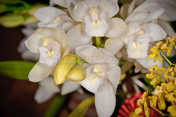 Exposición de Orquideas