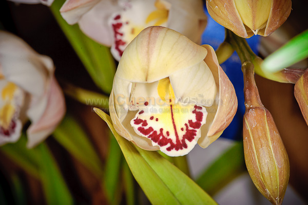 Exposición de Orquideas