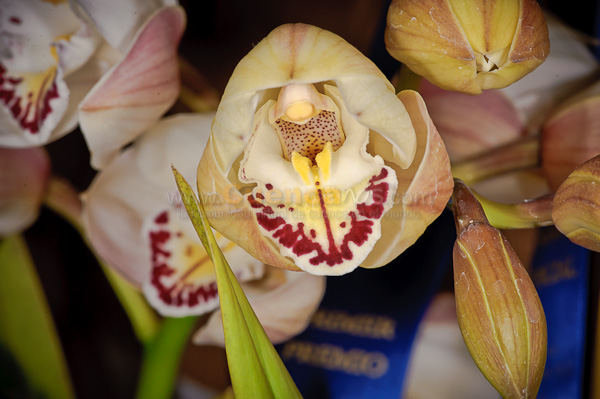Exposición de Orquideas