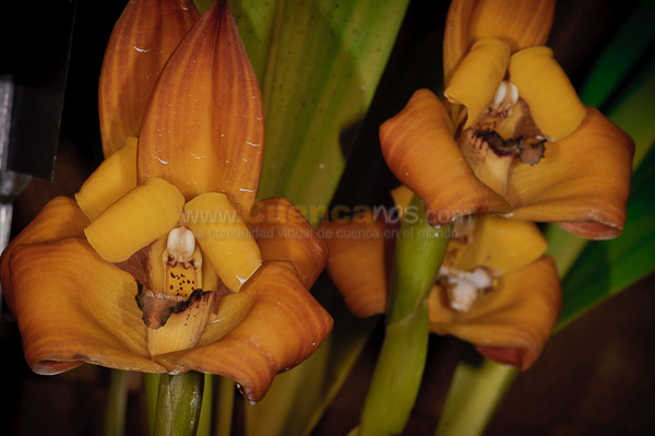 Exposición de Orquideas