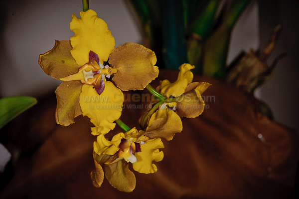 Exposición de Orquideas