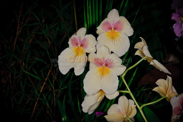 Exposición de Orquideas
