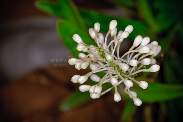 Exposición de Orquideas