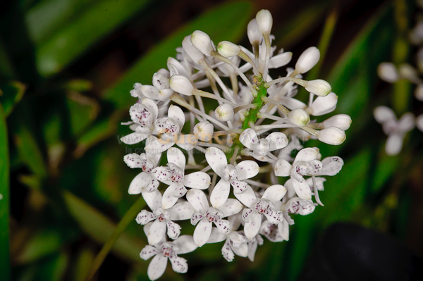 Exposición de Orquideas
