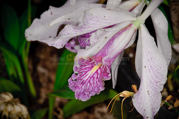 Exposición de Orquideas