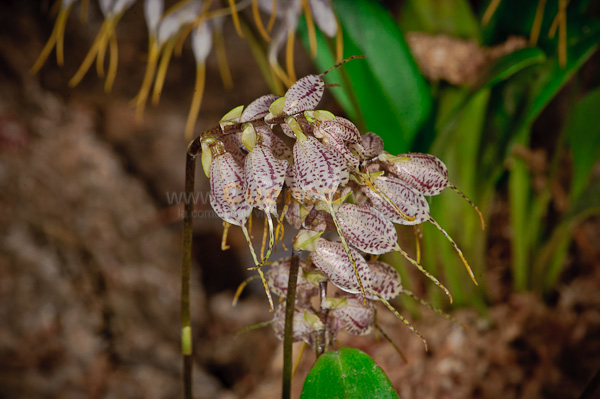 Exposición de Orquideas