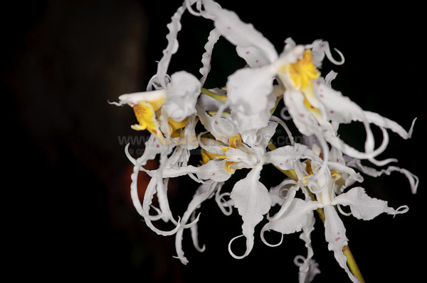 Exposición de Orquideas