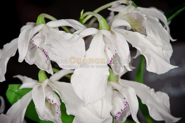 Exposición de Orquideas