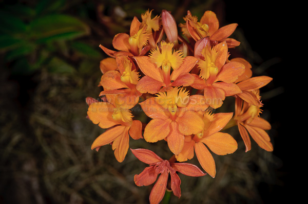 Exposición de Orquideas