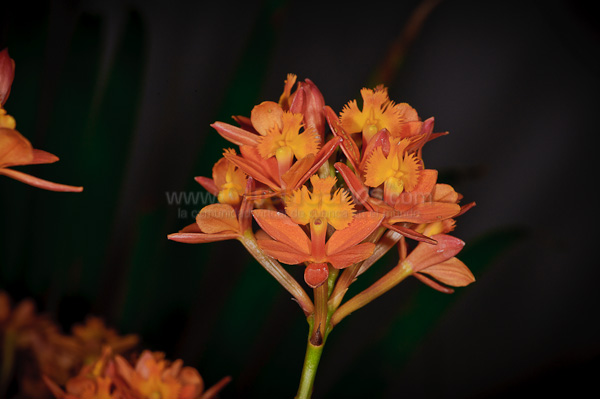 Exposición de Orquideas