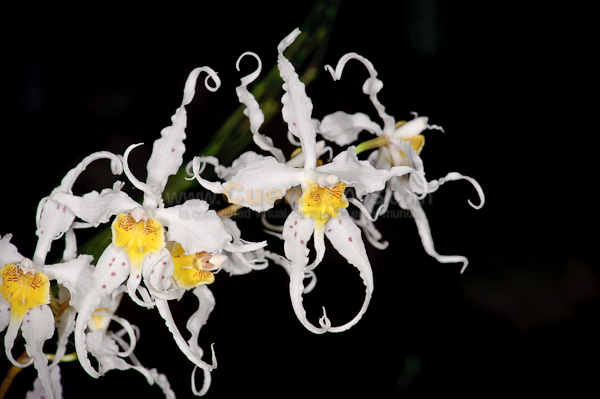 Exposición de Orquideas
