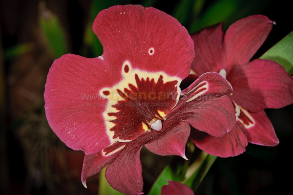 Exposición de Orquideas