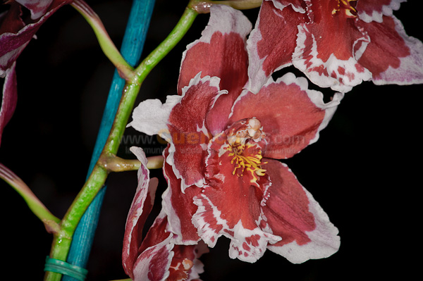 Exposición de Orquideas