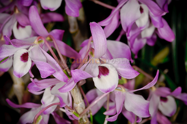 Exposición de Orquideas