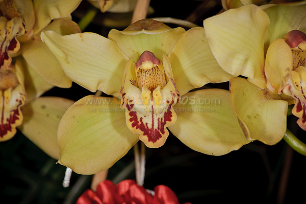 Exposición de Orquideas