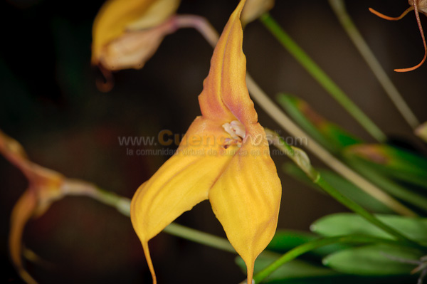 Exposición de Orquideas