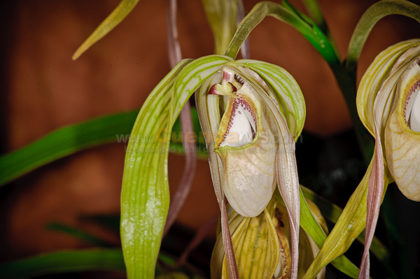 Exposición de Orquideas