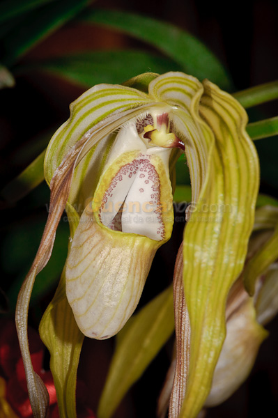 Exposición de Orquideas